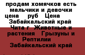 продам хомячков есть мальчики и девочки цена 150руб › Цена ­ 150 - Забайкальский край, Чита г. Животные и растения » Грызуны и Рептилии   . Забайкальский край